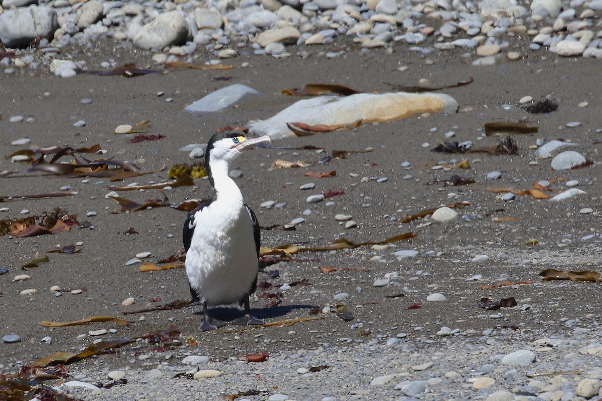 Pied Cormorant - ML647599479