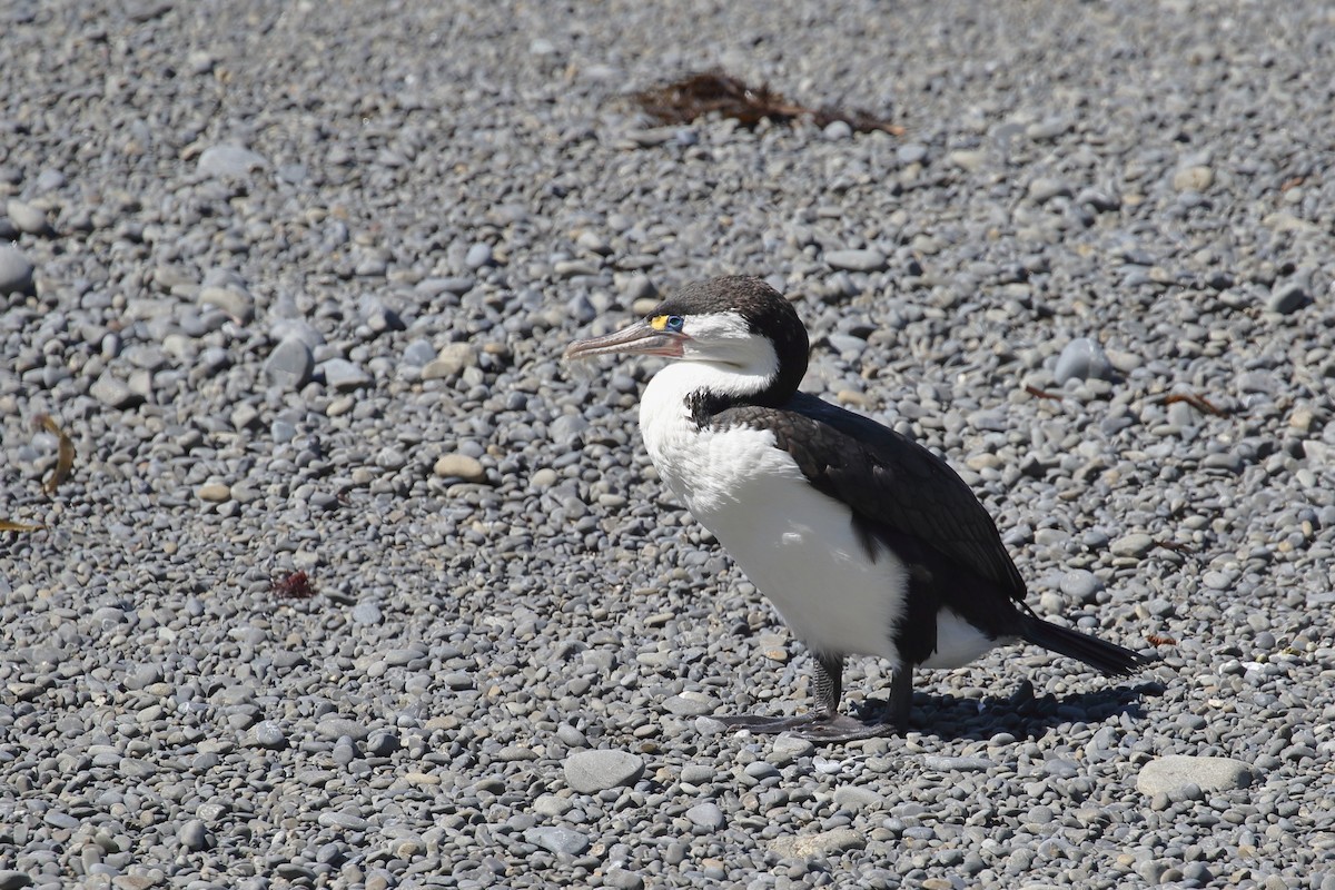Pied Cormorant - ML647599480