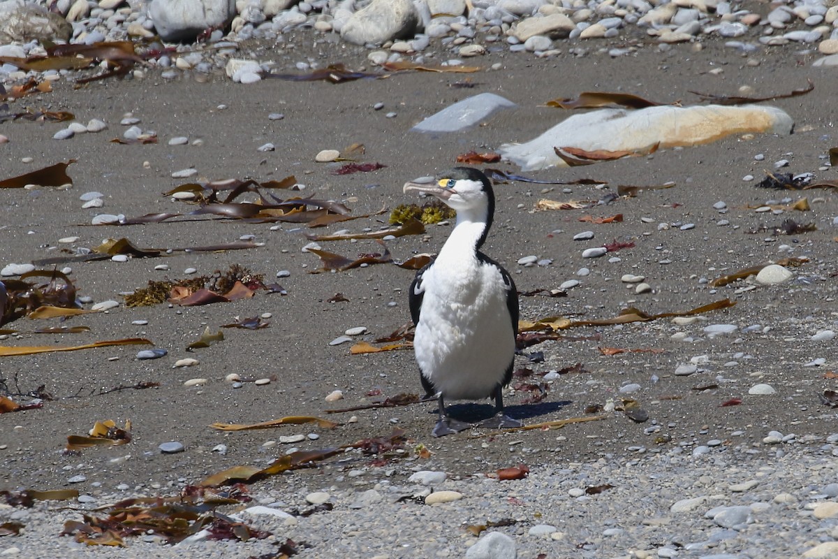 Pied Cormorant - ML647599481