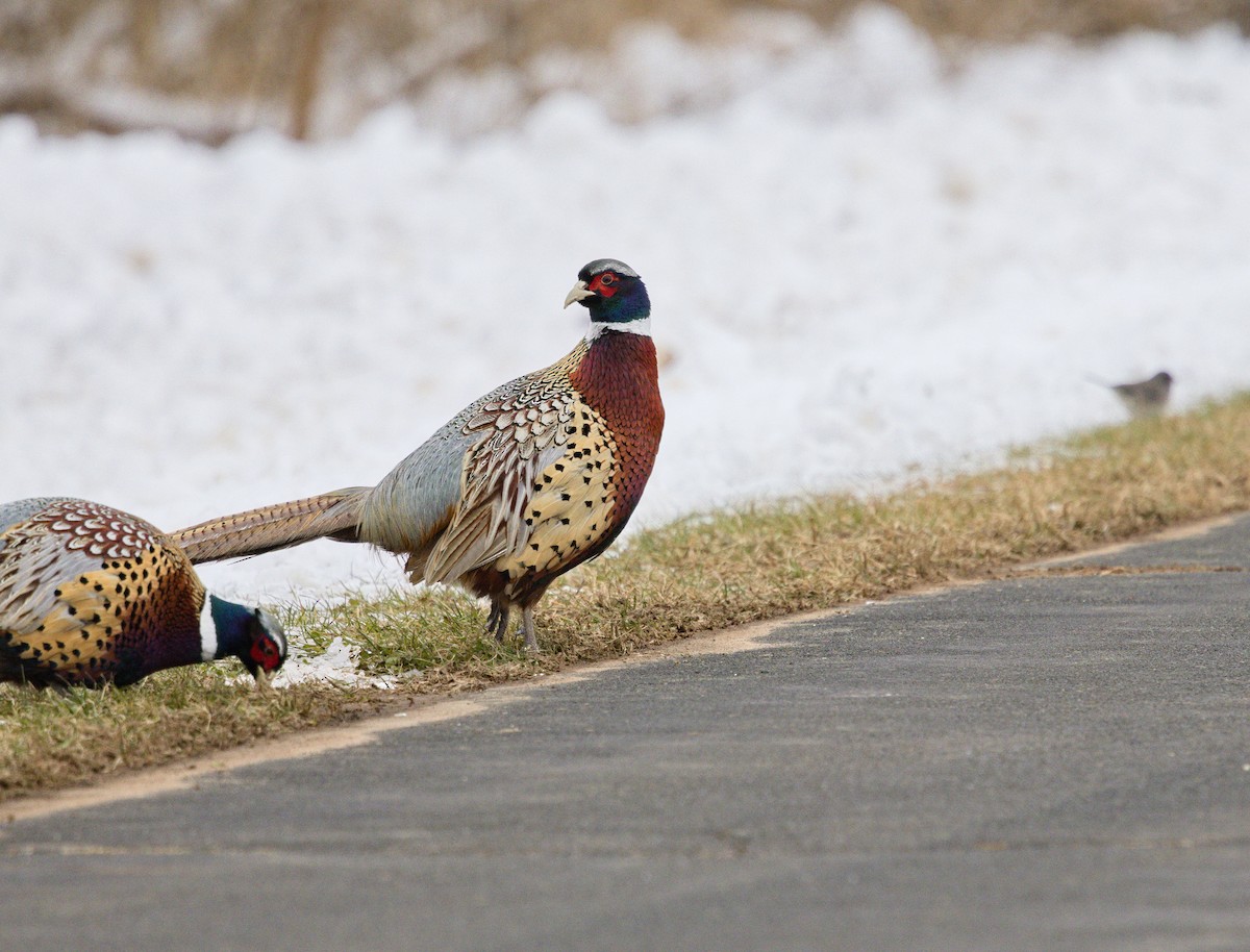 Ring-necked Pheasant - ML647599483