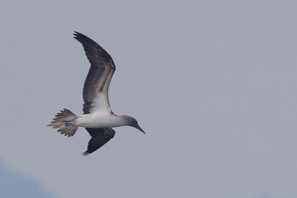 Blue-footed Booby - ML647599484