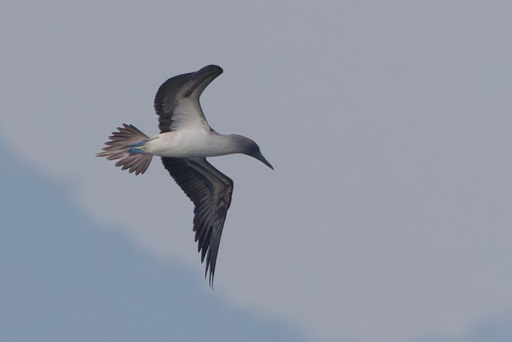 Blue-footed Booby - ML647599485