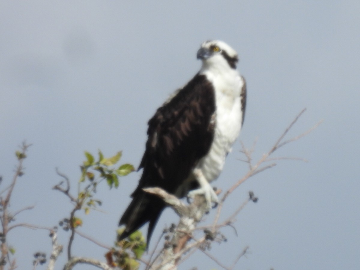 Osprey - ML647599486