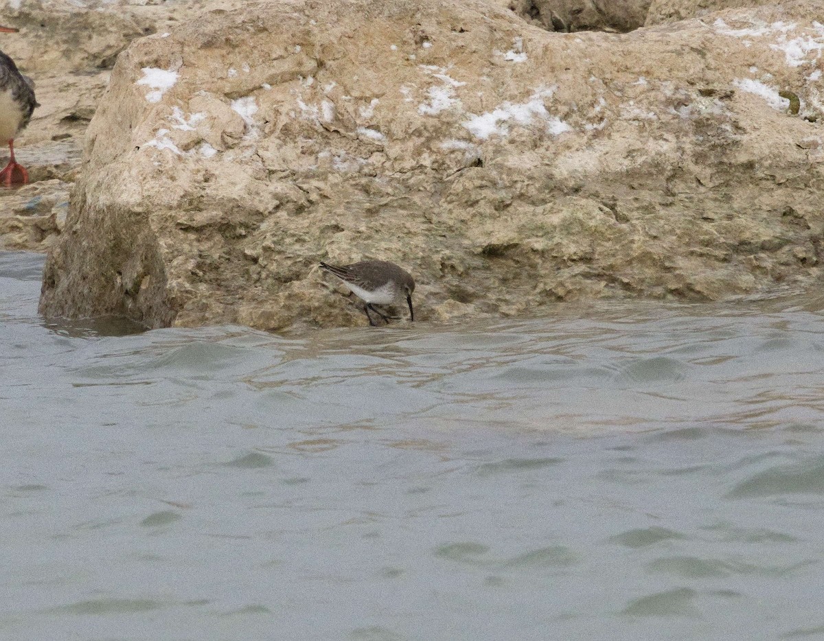 Dunlin - ML647599488