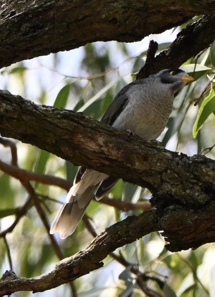 Noisy Miner - ML647599489