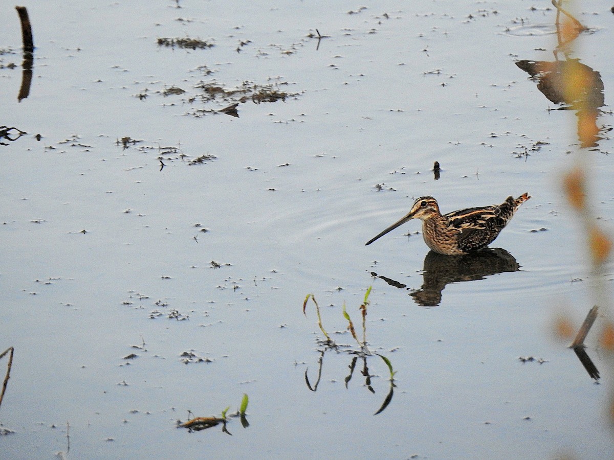 Common Snipe - ML647599490