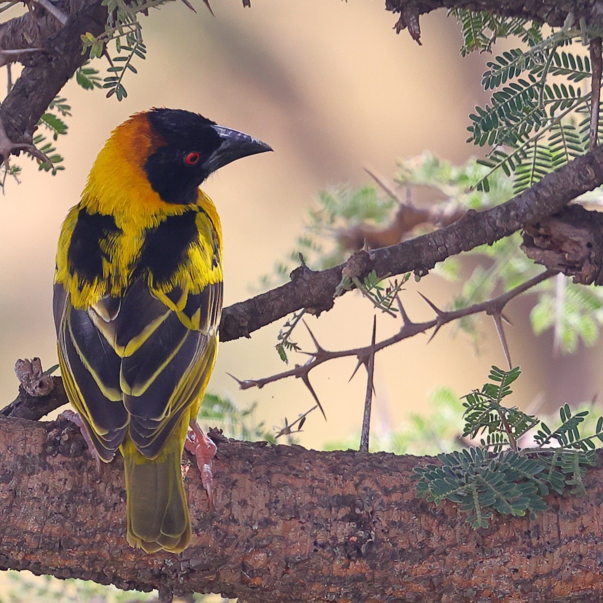 Village Weaver - ML647599492