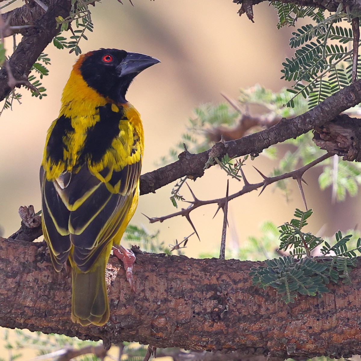 Village Weaver - ML647599493