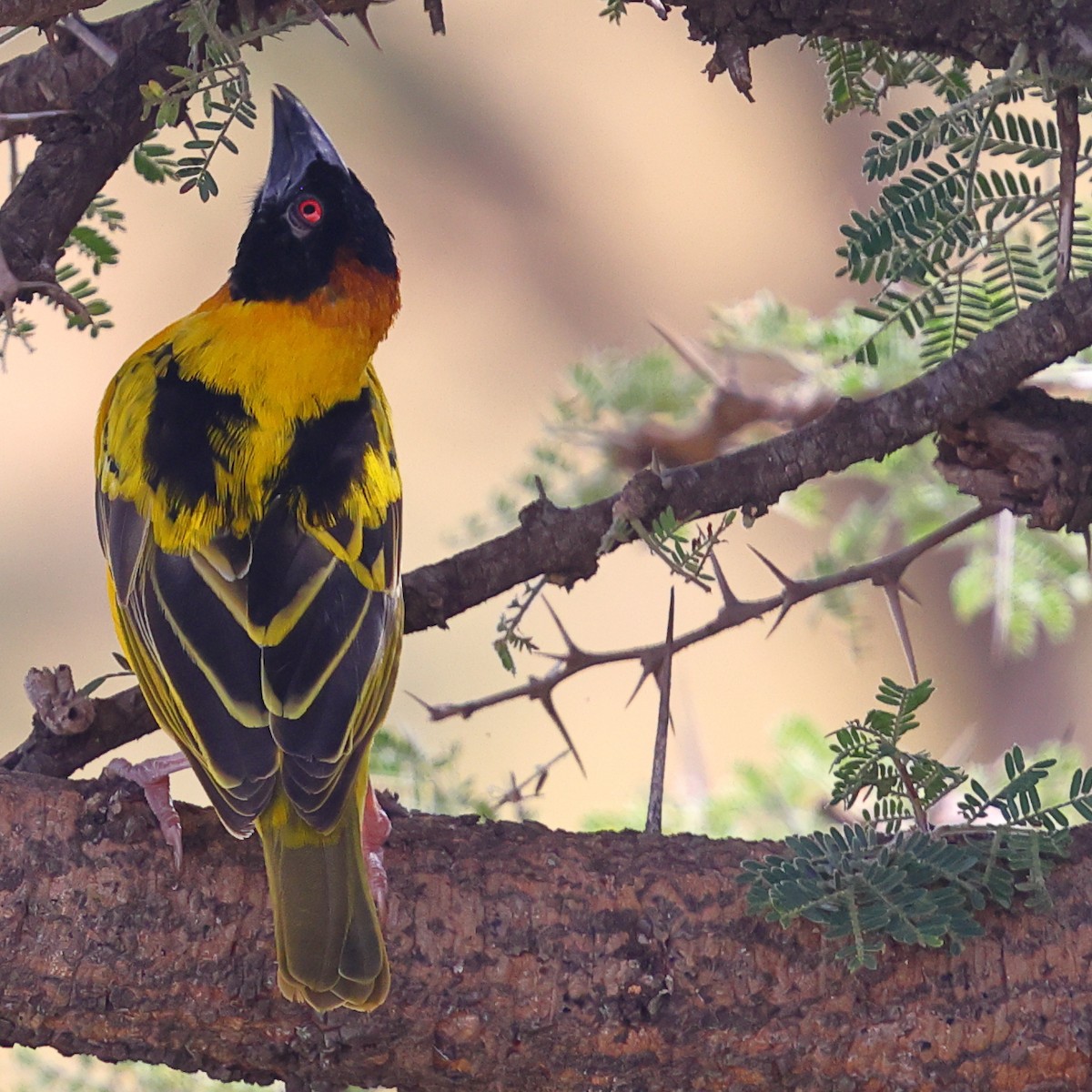 Village Weaver - ML647599494