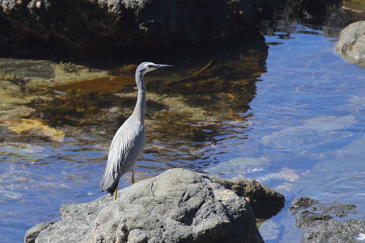 White-faced Heron - ML647599495