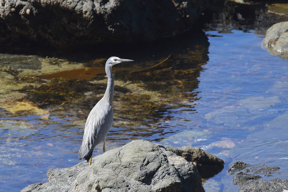White-faced Heron - ML647599496