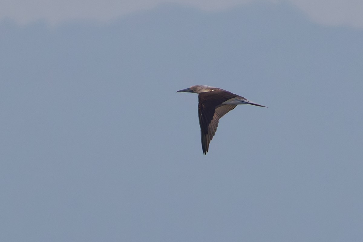 Blue-footed Booby - ML647599499
