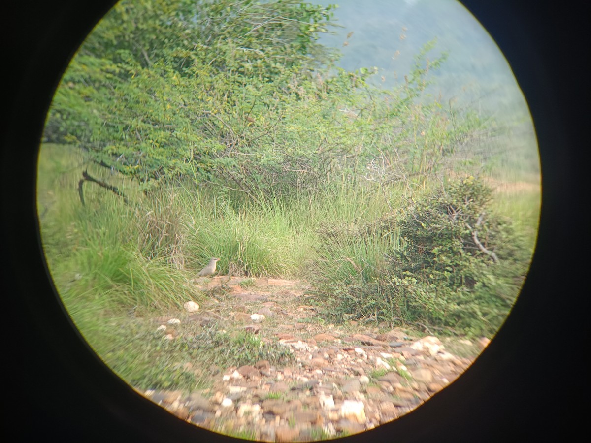 Sirkeer Malkoha - ML647599500