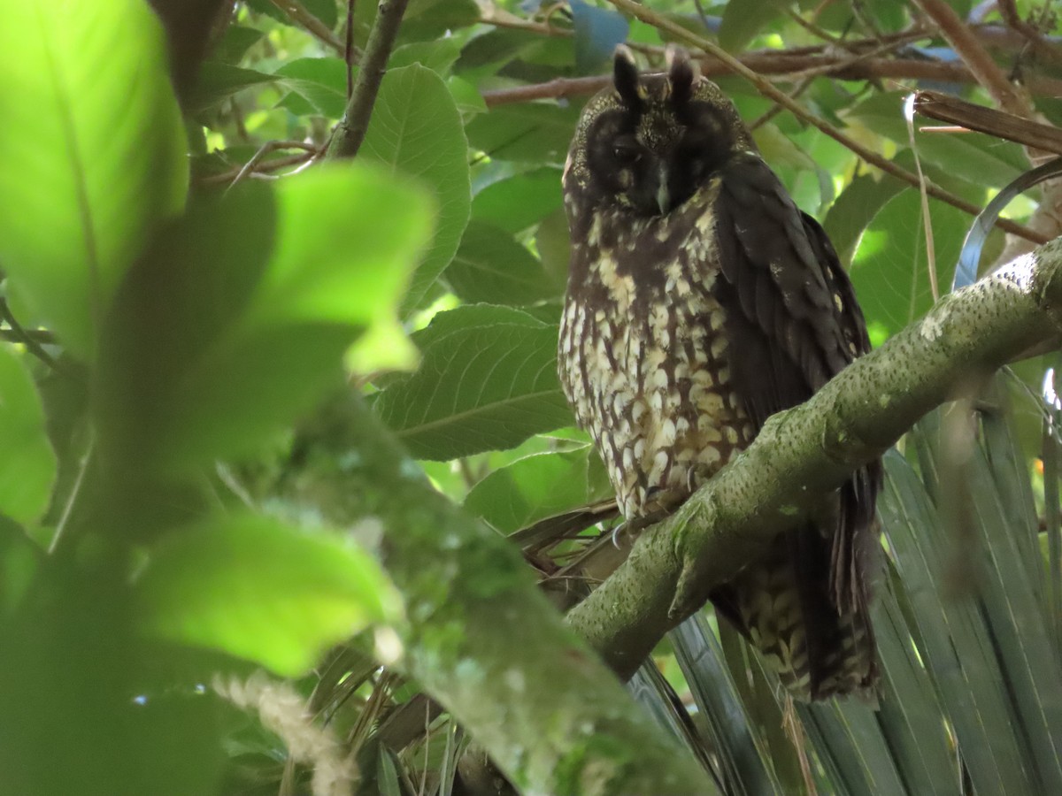 Stygian Owl - ML647599501