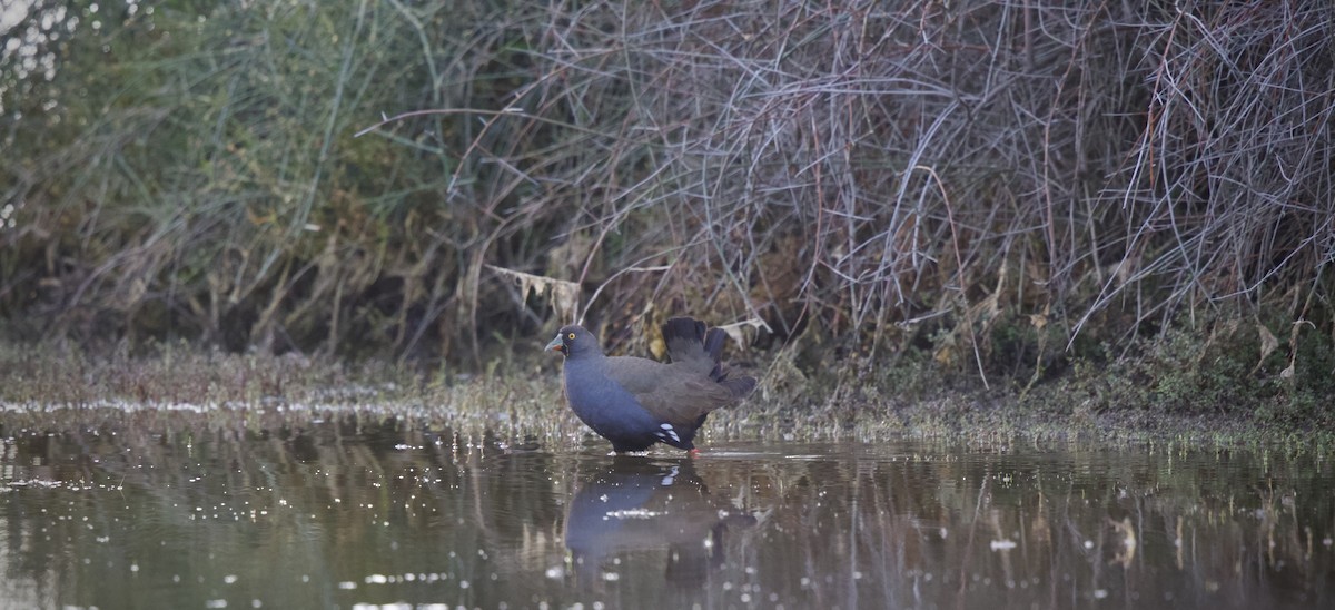 Black-tailed Nativehen - ML647599502