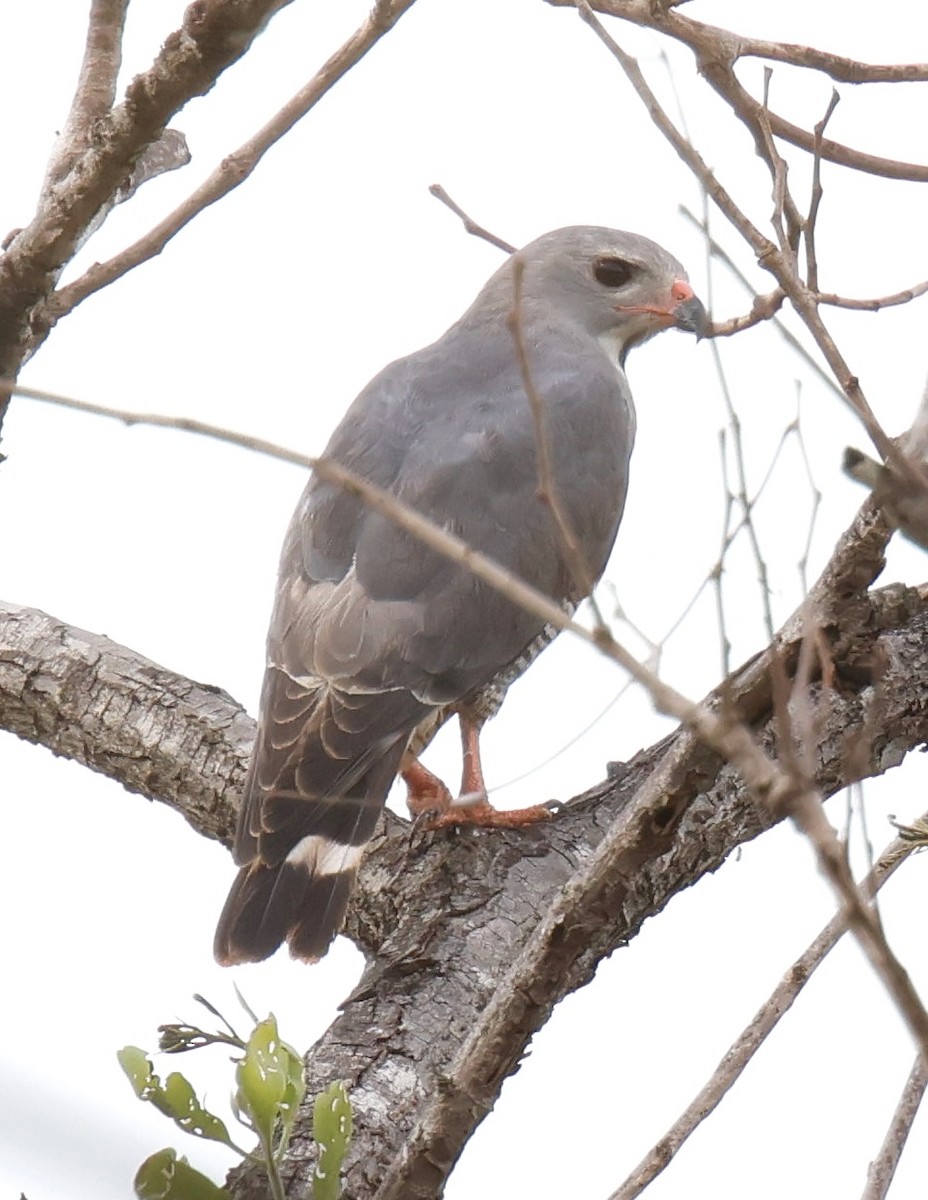 Lizard Buzzard - ML647599503