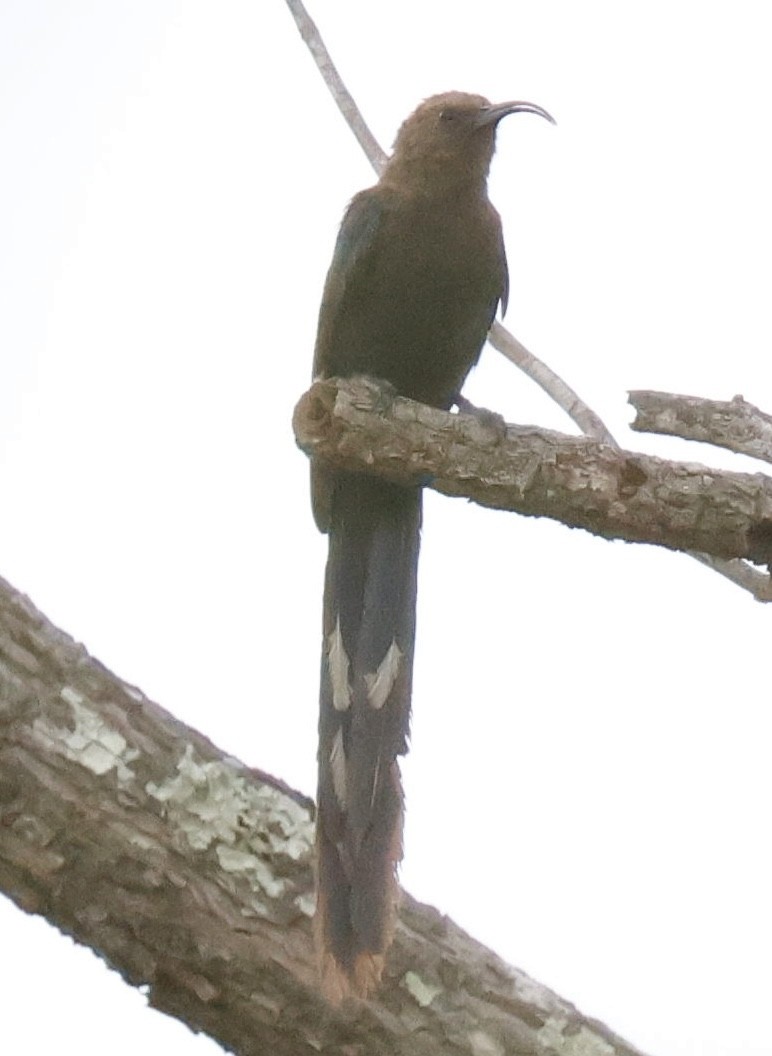 Common Scimitarbill - ML647599506