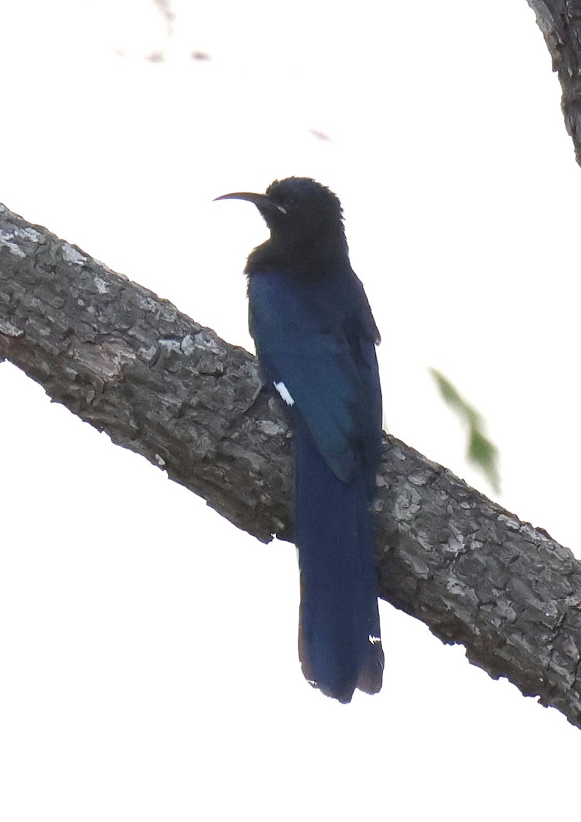 Common Scimitarbill - ML647599507