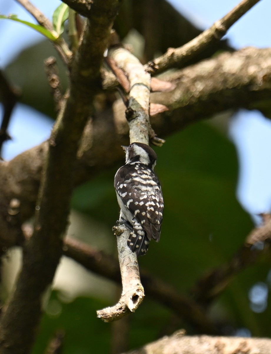 Brown-capped Pygmy Woodpecker - ML647599508