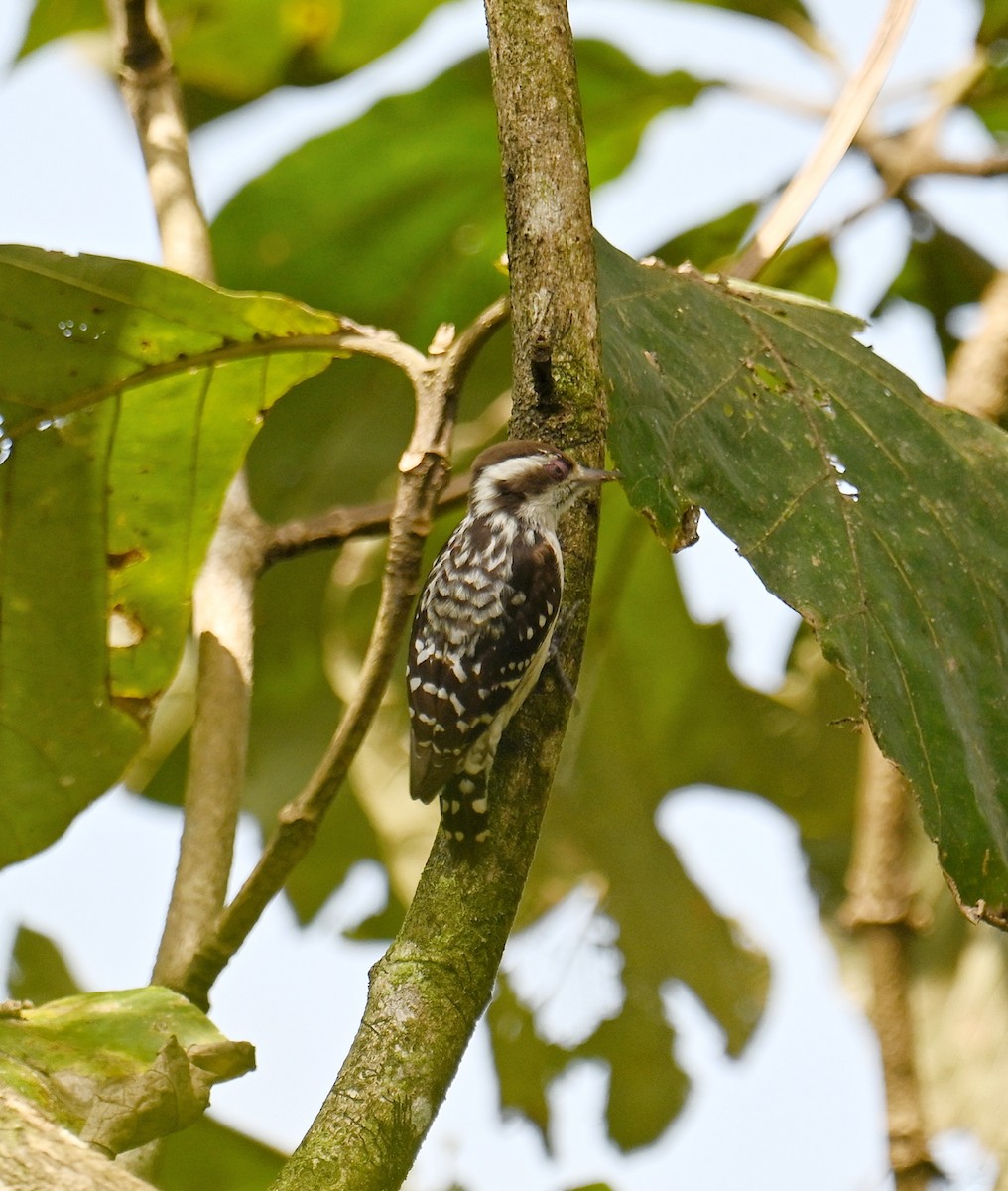Brown-capped Pygmy Woodpecker - ML647599509