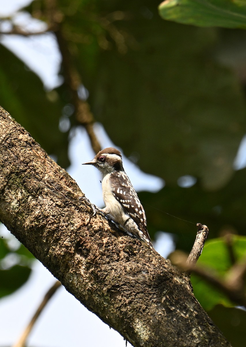 Brown-capped Pygmy Woodpecker - ML647599510