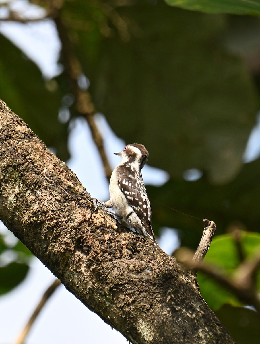 Brown-capped Pygmy Woodpecker - ML647599511