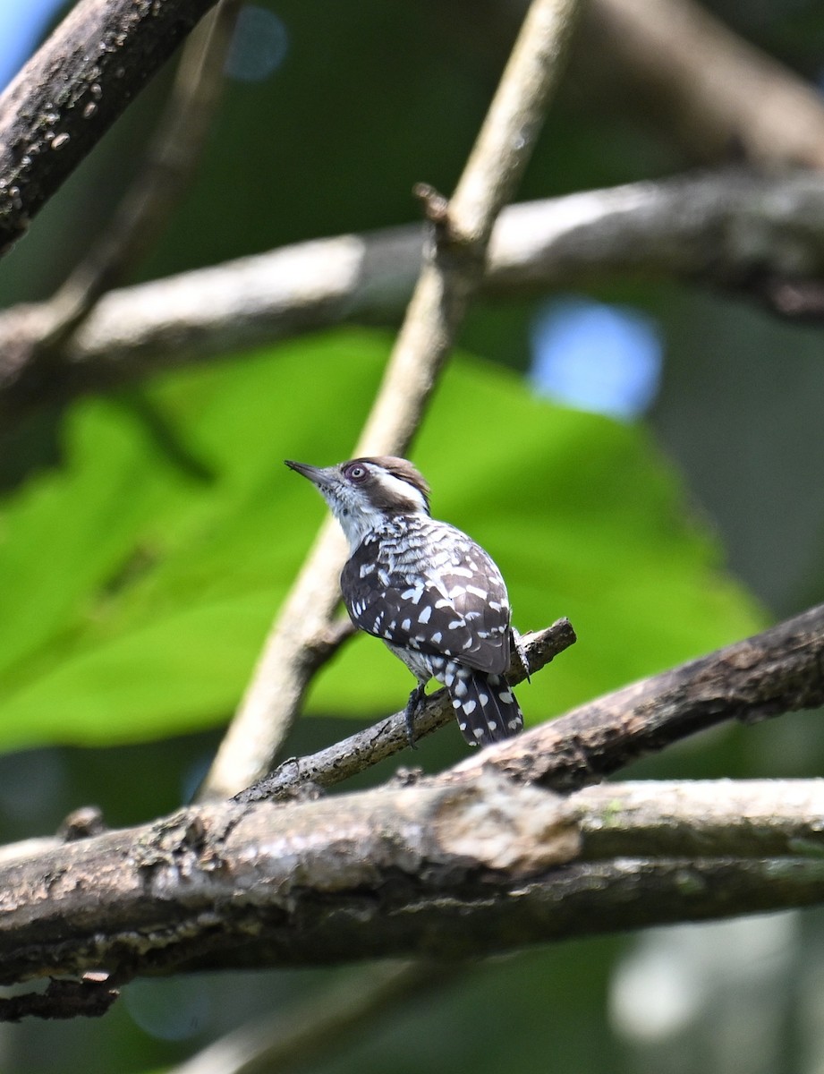 Brown-capped Pygmy Woodpecker - ML647599512
