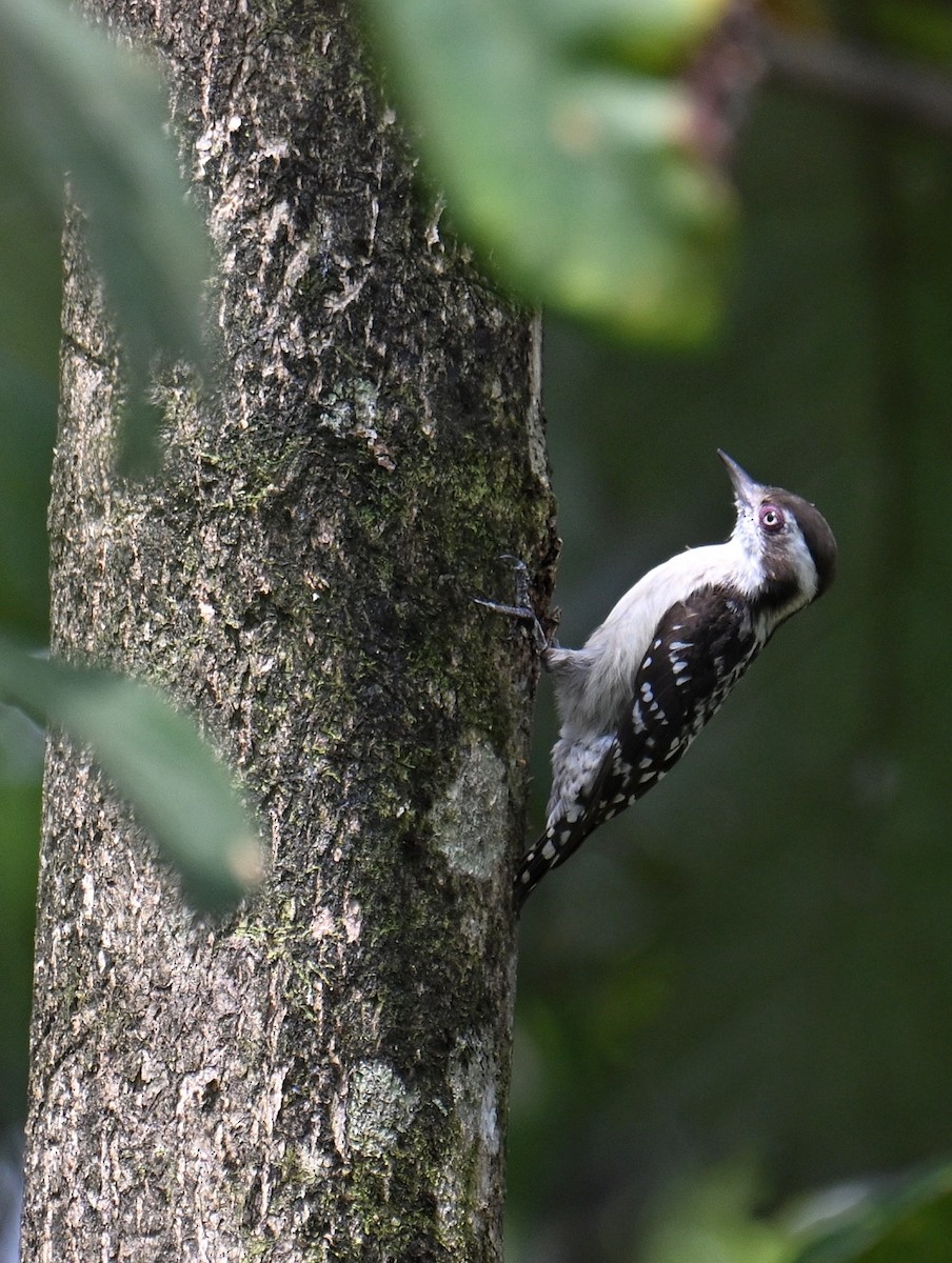 Brown-capped Pygmy Woodpecker - ML647599513