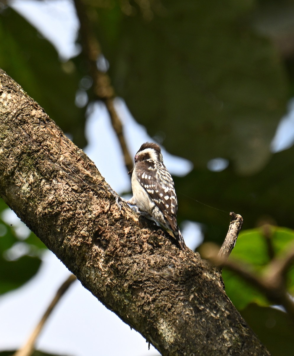 Brown-capped Pygmy Woodpecker - ML647599514