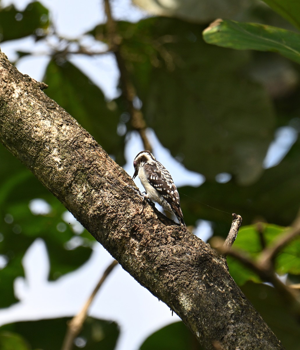 Brown-capped Pygmy Woodpecker - ML647599515