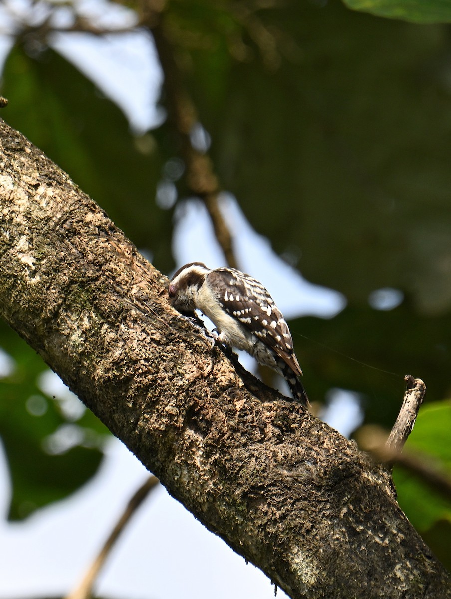 Brown-capped Pygmy Woodpecker - ML647599516