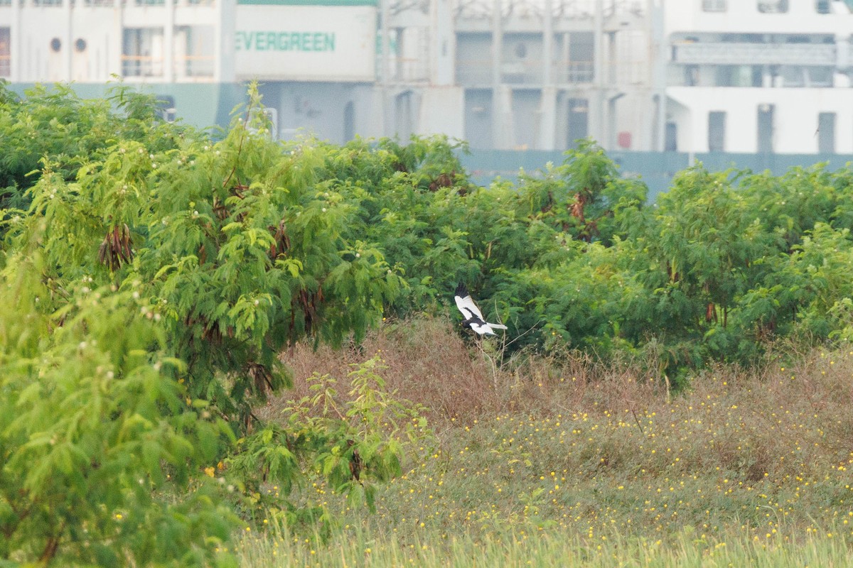 Пегий лунь - ML647599518