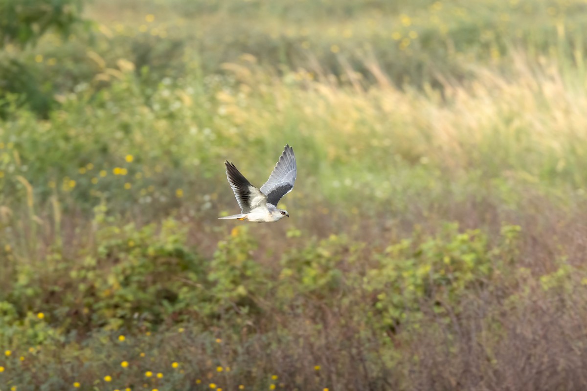 Дымчатый коршун - ML647599521