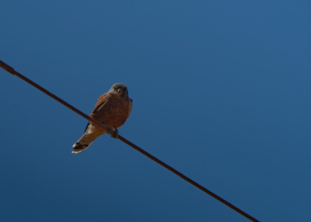 klippefalk - ML647599533