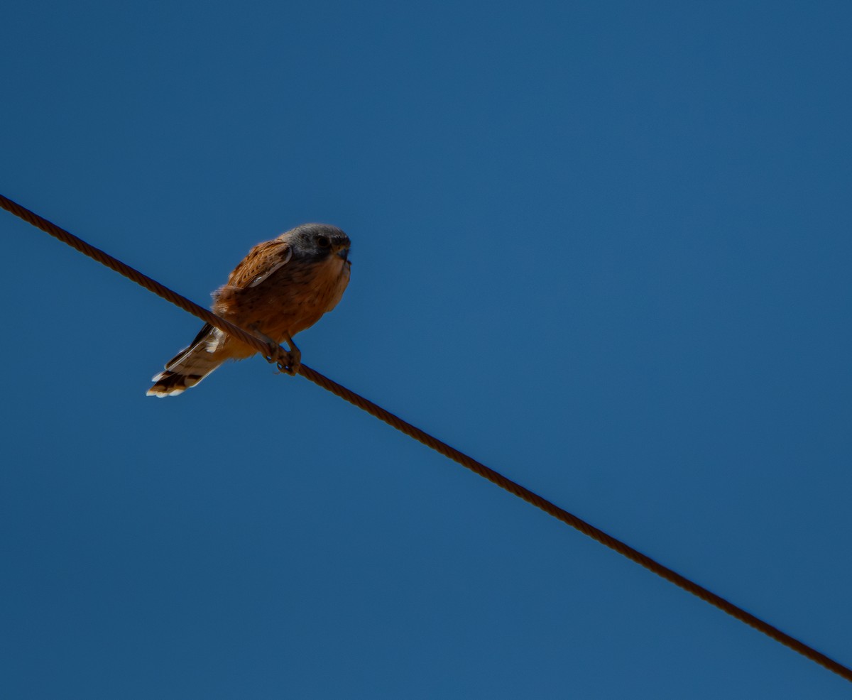 klippefalk - ML647599538