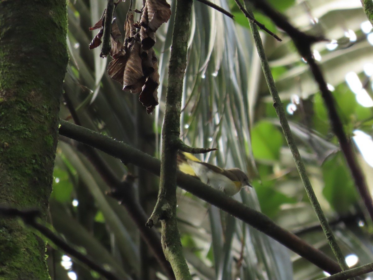 סבכון חכלילי - ML647599545