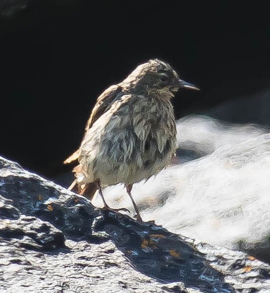 Rock Pipit - ML647599547