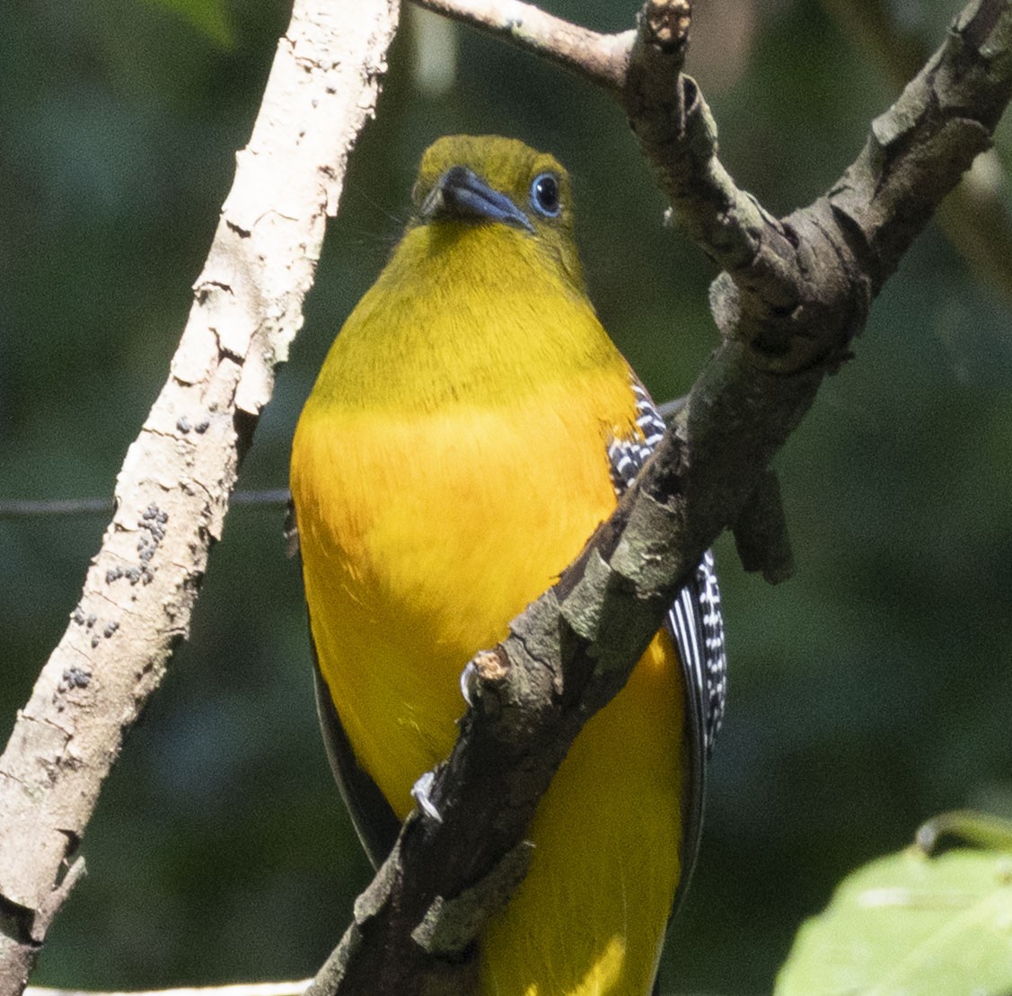 olivenhodetrogon - ML647599565