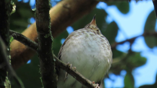 Grive à dos olive - ML647599598