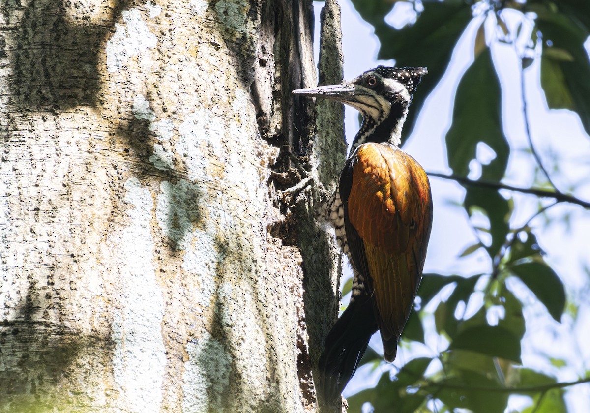 Greater Flameback - ML647599599
