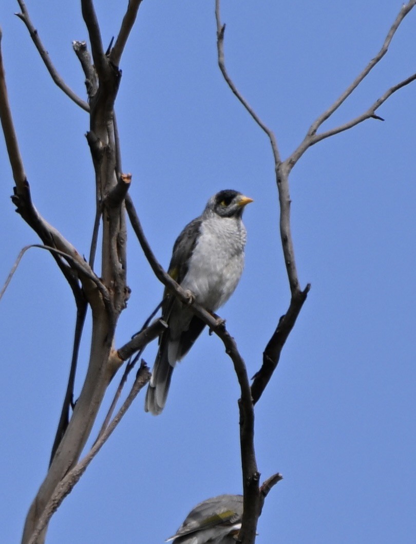 Noisy Miner - ML647599600