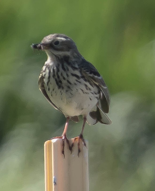 Meadow Pipit - ML647599602