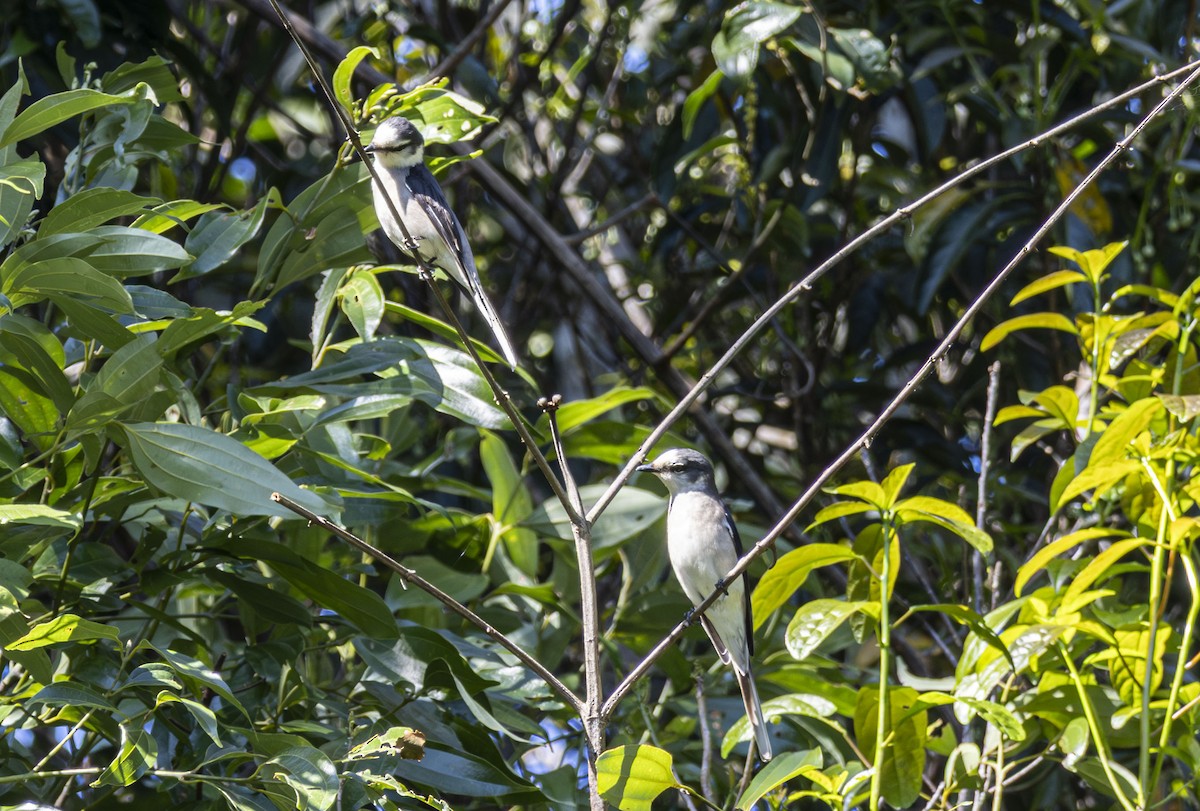 Ashy Minivet - ML647599603