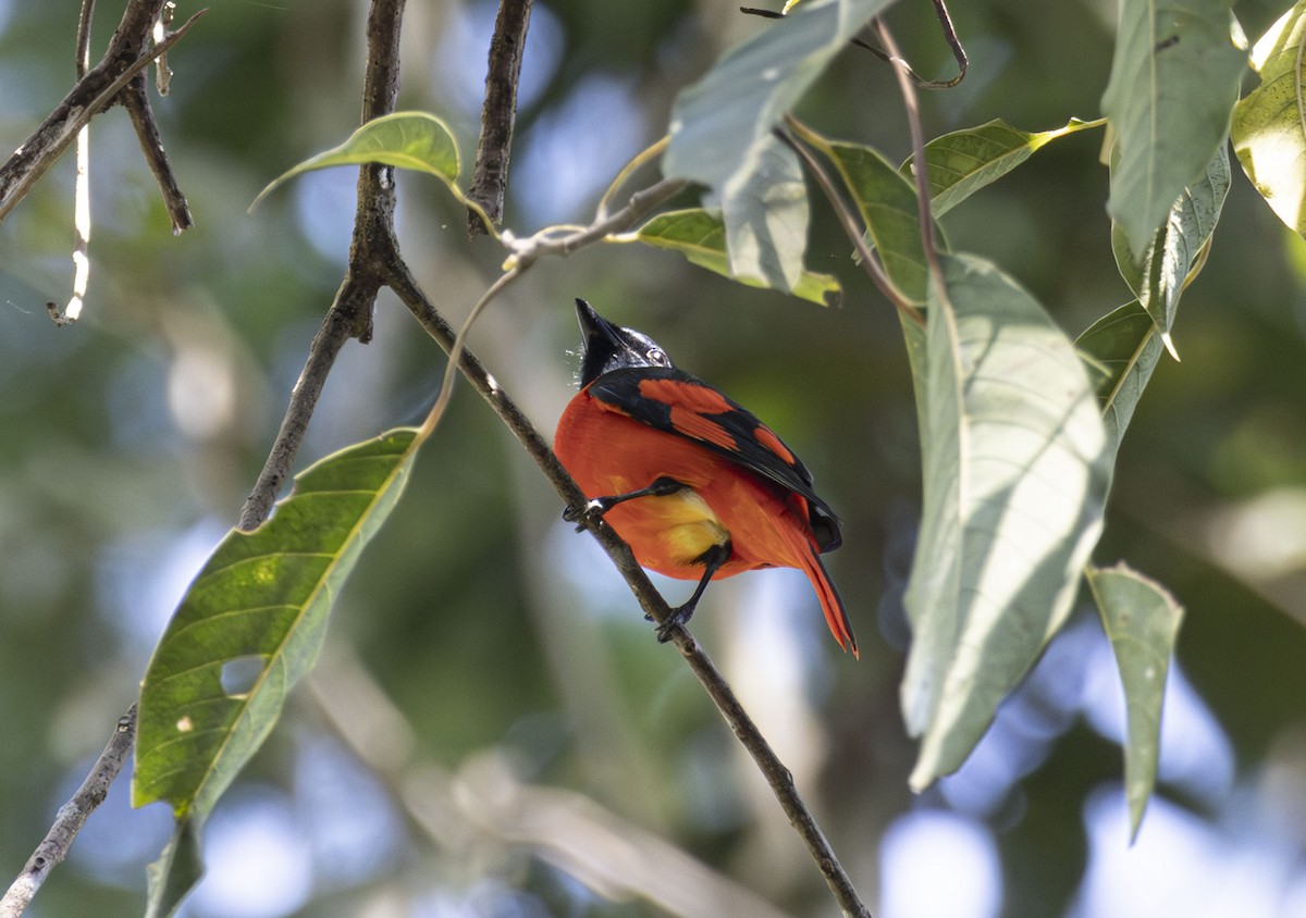 Scarlet Minivet - ML647599604