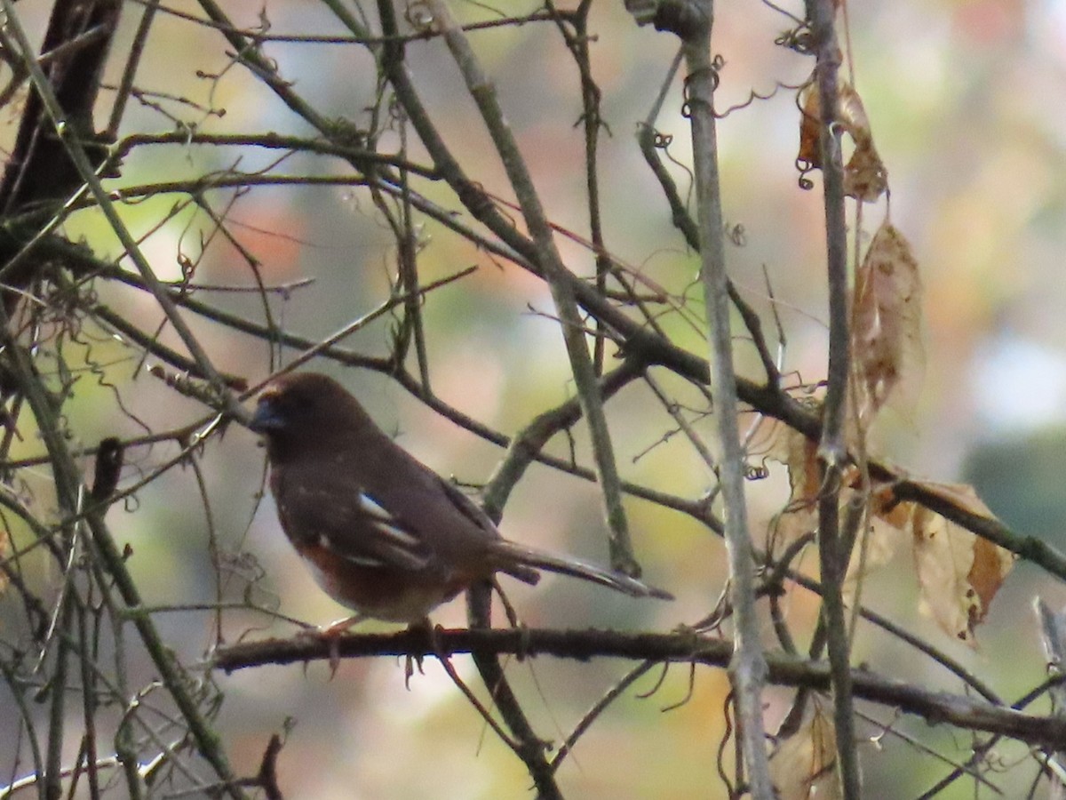 Eastern Towhee - ML647599605