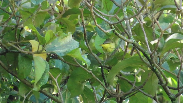 Northern Yellow Warbler - ML647599606