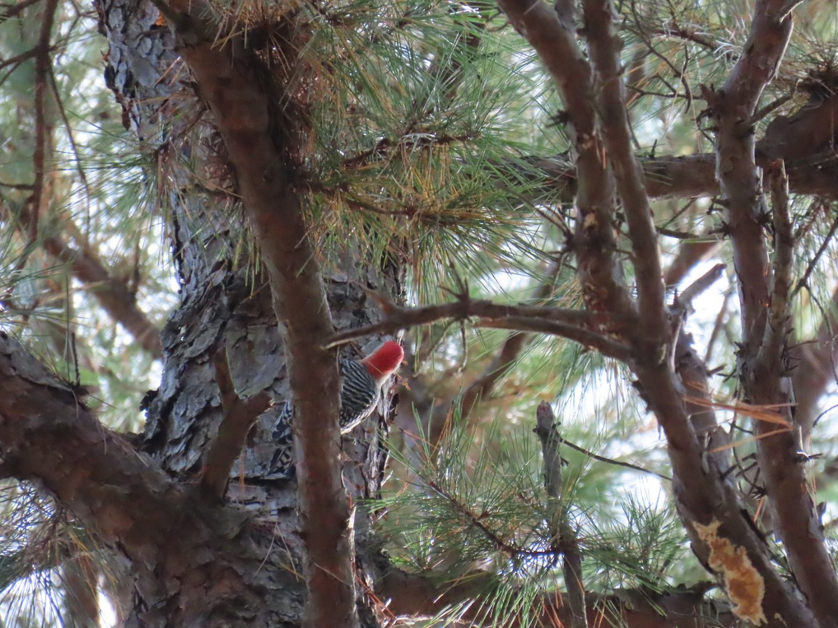 Red-bellied Woodpecker - ML647599607