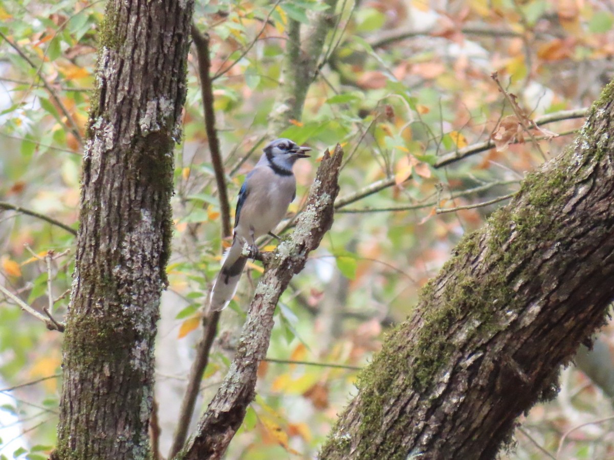 Blue Jay - ML647599608