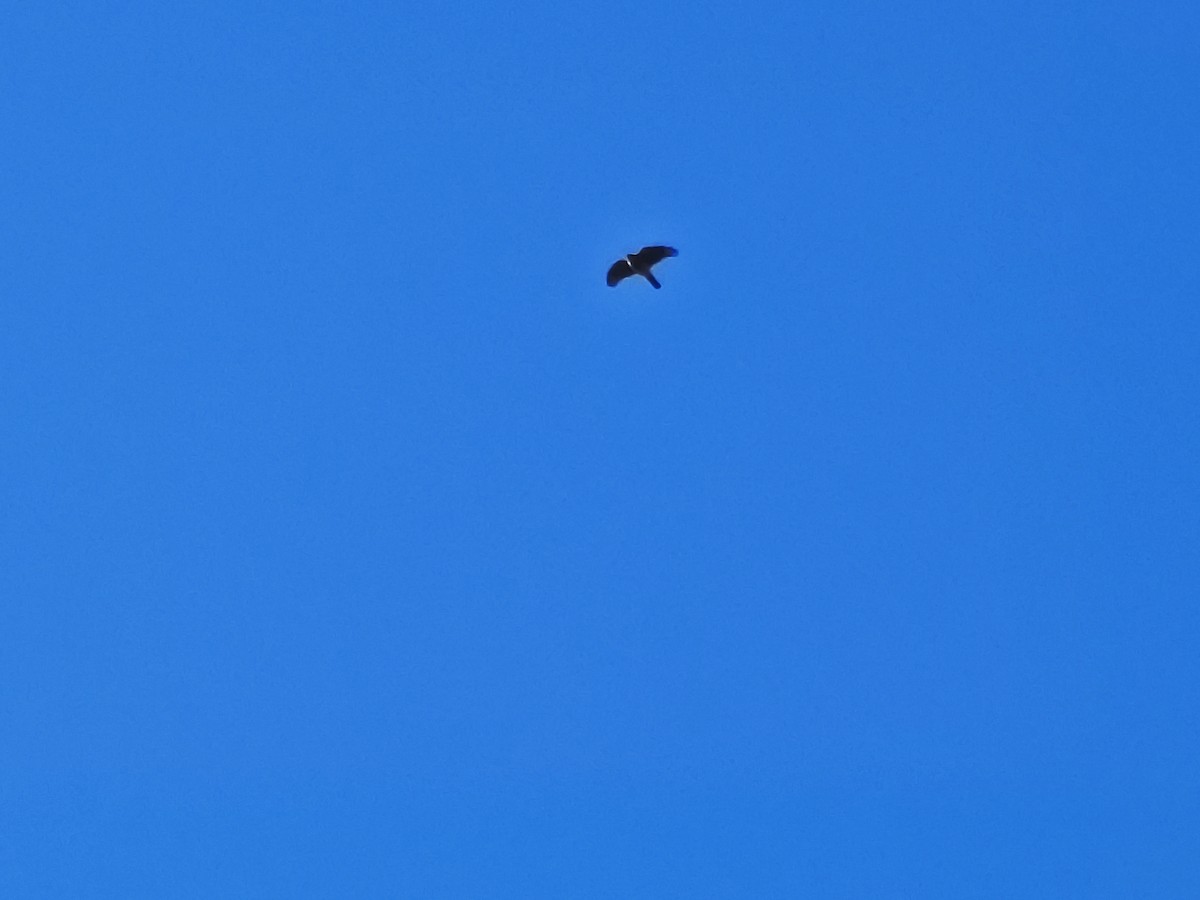 Eurasian Sparrowhawk - ML647599610