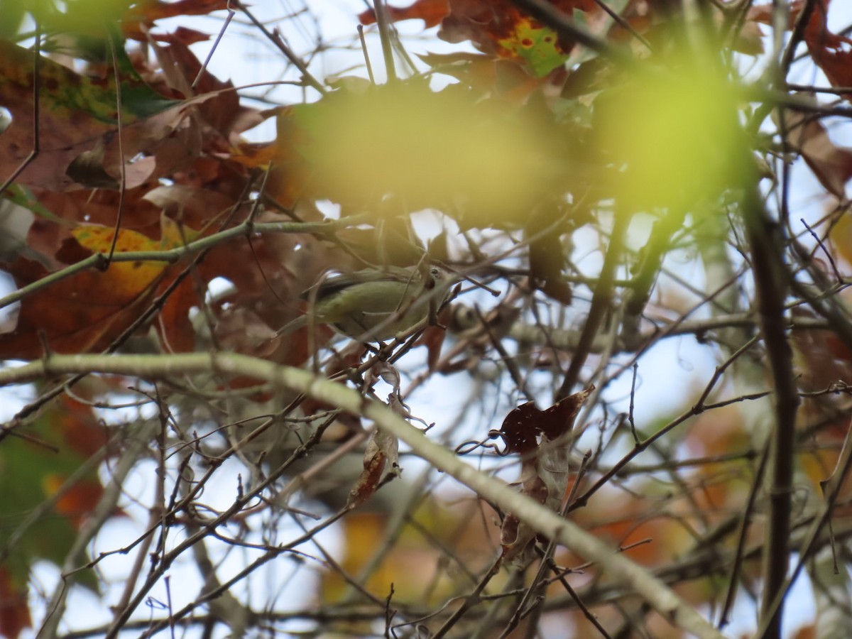 Ruby-crowned Kinglet - ML647599611